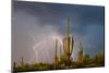 Saguaro catci (Carnegiea gigantea) in desert during storm, Saguaro National Park, Tucson, Arizon...-Panoramic Images-Mounted Photographic Print