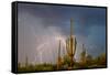 Saguaro catci (Carnegiea gigantea) in desert during storm, Saguaro National Park, Tucson, Arizon...-Panoramic Images-Framed Stretched Canvas