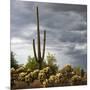 Saguaro Centurion (color)-Barry Hart-Mounted Art Print