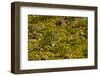 Saguaro, desert landscape, Tender Hills Park, Arizona, USA-Michel Hersen-Framed Photographic Print