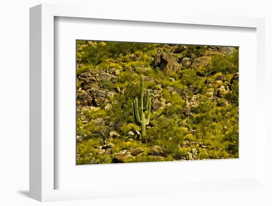 Saguaro, desert landscape, Tender Hills Park, Arizona, USA-Michel Hersen-Framed Photographic Print