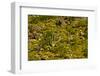 Saguaro, desert landscape, Tender Hills Park, Arizona, USA-Michel Hersen-Framed Photographic Print