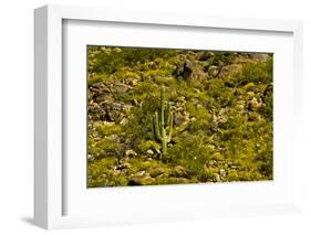 Saguaro, desert landscape, Tender Hills Park, Arizona, USA-Michel Hersen-Framed Photographic Print