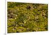 Saguaro, desert landscape, Tender Hills Park, Arizona, USA-Michel Hersen-Framed Photographic Print