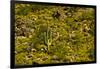 Saguaro, desert landscape, Tender Hills Park, Arizona, USA-Michel Hersen-Framed Photographic Print