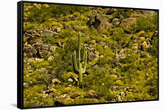 Saguaro, desert landscape, Tender Hills Park, Arizona, USA-Michel Hersen-Framed Stretched Canvas