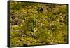 Saguaro, desert landscape, Tender Hills Park, Arizona, USA-Michel Hersen-Framed Stretched Canvas