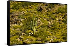 Saguaro, desert landscape, Tender Hills Park, Arizona, USA-Michel Hersen-Framed Stretched Canvas