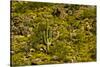 Saguaro, desert landscape, Tender Hills Park, Arizona, USA-Michel Hersen-Stretched Canvas