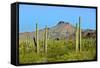 Saguaro Forest and the Ajo Mountains, Organ Pipe Cactus Nm, Arizona-Richard Wright-Framed Stretched Canvas