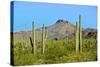 Saguaro Forest and the Ajo Mountains, Organ Pipe Cactus Nm, Arizona-Richard Wright-Stretched Canvas