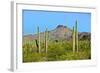 Saguaro Forest and the Ajo Mountains, Organ Pipe Cactus Nm, Arizona-Richard Wright-Framed Photographic Print