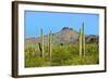 Saguaro Forest and the Ajo Mountains, Organ Pipe Cactus Nm, Arizona-Richard Wright-Framed Photographic Print