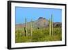 Saguaro Forest and the Ajo Mountains, Organ Pipe Cactus Nm, Arizona-Richard Wright-Framed Photographic Print