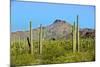 Saguaro Forest and the Ajo Mountains, Organ Pipe Cactus Nm, Arizona-Richard Wright-Mounted Photographic Print