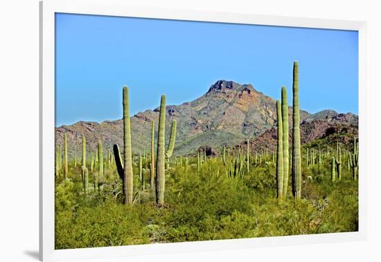 Saguaro Forest and the Ajo Mountains, Organ Pipe Cactus Nm, Arizona-Richard Wright-Framed Photographic Print