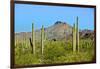 Saguaro Forest and the Ajo Mountains, Organ Pipe Cactus Nm, Arizona-Richard Wright-Framed Photographic Print