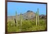 Saguaro Forest and the Ajo Mountains, Organ Pipe Cactus Nm, Arizona-Richard Wright-Framed Photographic Print