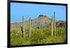 Saguaro Forest and the Ajo Mountains, Organ Pipe Cactus Nm, Arizona-Richard Wright-Framed Photographic Print