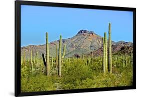 Saguaro Forest and the Ajo Mountains, Organ Pipe Cactus Nm, Arizona-Richard Wright-Framed Photographic Print