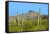 Saguaro Forest and the Ajo Mountains, Organ Pipe Cactus Nm, Arizona-Richard Wright-Framed Stretched Canvas