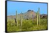 Saguaro Forest and the Ajo Mountains, Organ Pipe Cactus Nm, Arizona-Richard Wright-Framed Stretched Canvas