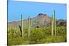 Saguaro Forest and the Ajo Mountains, Organ Pipe Cactus Nm, Arizona-Richard Wright-Stretched Canvas