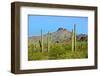 Saguaro Forest and the Ajo Mountains, Organ Pipe Cactus Nm, Arizona-Richard Wright-Framed Photographic Print