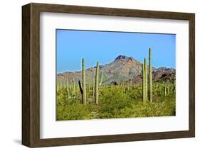 Saguaro Forest and the Ajo Mountains, Organ Pipe Cactus Nm, Arizona-Richard Wright-Framed Photographic Print