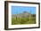 Saguaro Forest and the Ajo Mountains, Organ Pipe Cactus Nm, Arizona-Richard Wright-Framed Photographic Print