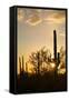 Saguaro Forest at Sunset, Saguaro National Park, Arizona, USA-Jamie & Judy Wild-Framed Stretched Canvas