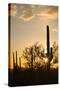 Saguaro Forest at Sunset, Saguaro National Park, Arizona, USA-Jamie & Judy Wild-Stretched Canvas