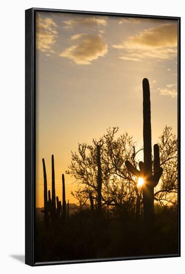 Saguaro Forest at Sunset, Saguaro National Park, Arizona, USA-Jamie & Judy Wild-Framed Photographic Print