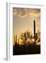 Saguaro Forest at Sunset, Saguaro National Park, Arizona, USA-Jamie & Judy Wild-Framed Photographic Print