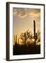 Saguaro Forest at Sunset, Saguaro National Park, Arizona, USA-Jamie & Judy Wild-Framed Photographic Print