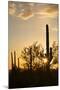 Saguaro Forest at Sunset, Saguaro National Park, Arizona, USA-Jamie & Judy Wild-Mounted Photographic Print