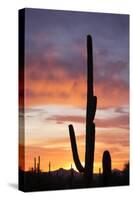 Saguaro Forest at Sunset, Saguaro National Park, Arizona, USA-Jamie & Judy Wild-Stretched Canvas