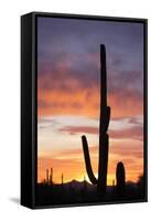 Saguaro Forest at Sunset, Saguaro National Park, Arizona, USA-Jamie & Judy Wild-Framed Stretched Canvas