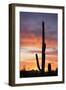 Saguaro Forest at Sunset, Saguaro National Park, Arizona, USA-Jamie & Judy Wild-Framed Photographic Print