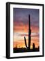 Saguaro Forest at Sunset, Saguaro National Park, Arizona, USA-Jamie & Judy Wild-Framed Photographic Print