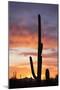 Saguaro Forest at Sunset, Saguaro National Park, Arizona, USA-Jamie & Judy Wild-Mounted Photographic Print