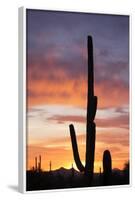 Saguaro Forest at Sunset, Saguaro National Park, Arizona, USA-Jamie & Judy Wild-Framed Photographic Print