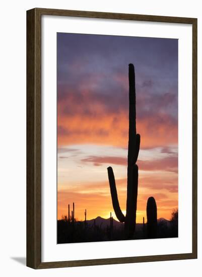 Saguaro Forest at Sunset, Saguaro National Park, Arizona, USA-Jamie & Judy Wild-Framed Photographic Print