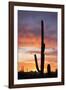 Saguaro Forest at Sunset, Saguaro National Park, Arizona, USA-Jamie & Judy Wild-Framed Photographic Print