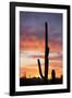 Saguaro Forest at Sunset, Saguaro National Park, Arizona, USA-Jamie & Judy Wild-Framed Photographic Print