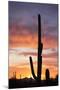 Saguaro Forest at Sunset, Saguaro National Park, Arizona, USA-Jamie & Judy Wild-Mounted Photographic Print