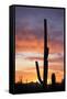 Saguaro Forest at Sunset, Saguaro National Park, Arizona, USA-Jamie & Judy Wild-Framed Stretched Canvas