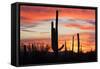 Saguaro Forest at Sunset, Saguaro National Park, Arizona, USA-Jamie & Judy Wild-Framed Stretched Canvas