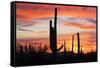 Saguaro Forest at Sunset, Saguaro National Park, Arizona, USA-Jamie & Judy Wild-Framed Stretched Canvas