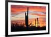 Saguaro Forest at Sunset, Saguaro National Park, Arizona, USA-Jamie & Judy Wild-Framed Photographic Print